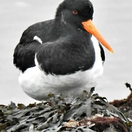 Vz757 Luxe In Chalet