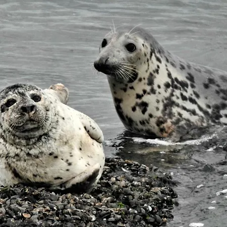 Chalet Vz757 Luxe In *